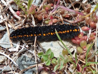 Chenille d'apollon