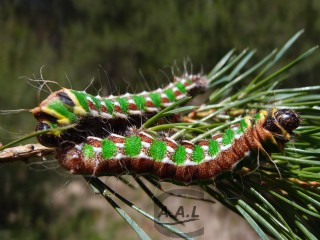 Chenille d'isabelle