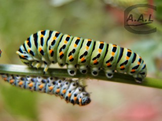 Chenille de machaon