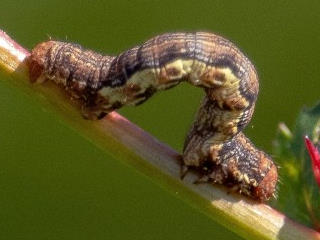 Chenille de géometre