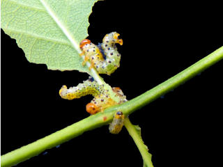 Larves de tenthredes